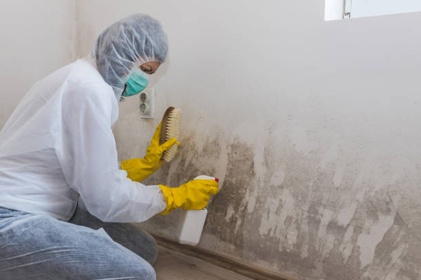 Best Industrial Mold Remediation  in Willcox, AZ