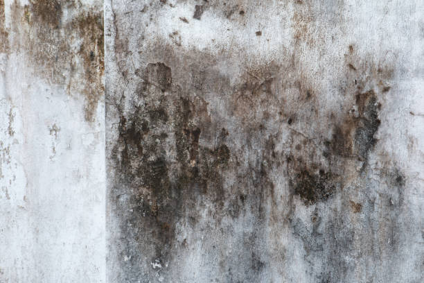 Professional Mold Removal in Willcox, AZ