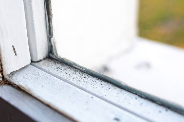 Mold Remediation for Rental Properties in Willcox, AZ