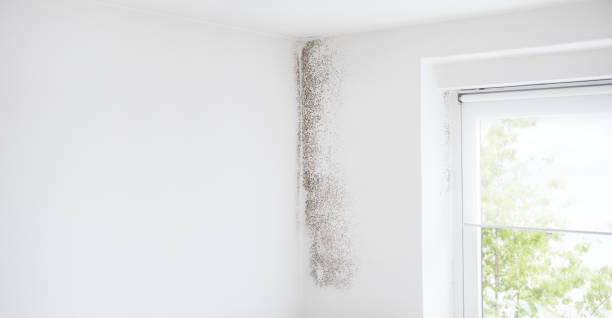 Best Mold Prevention Services  in Willcox, AZ