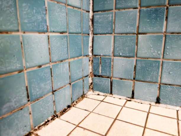 Best Mold Odor Removal Services  in Willcox, AZ