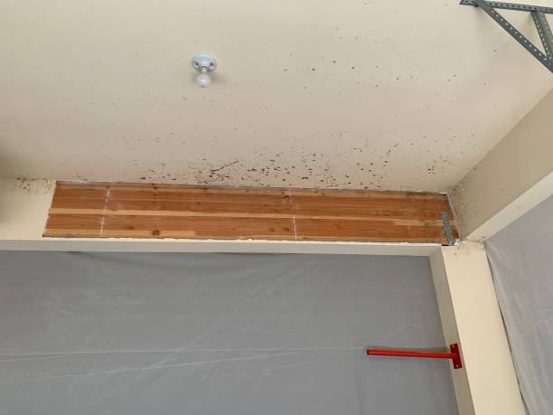 Best Mold Damage Restoration  in Willcox, AZ