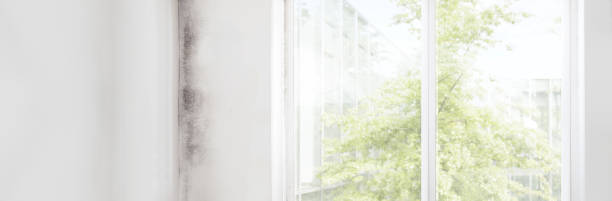Best Mold-Related Health Consultation  in Willcox, AZ