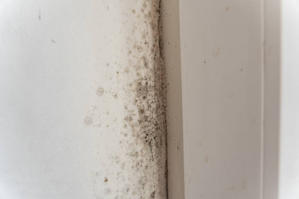 Best Emergency Mold Remediation  in Willcox, AZ