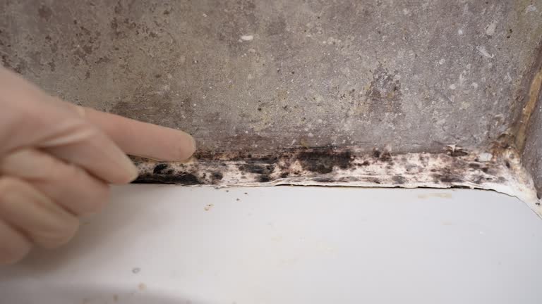 Best Mold Remediation for Rental Properties  in Willcox, AZ