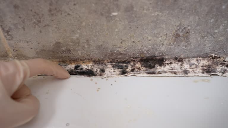 Best Post-Construction Mold Inspection  in Willcox, AZ